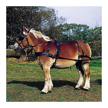 Trekpaard / Shire tuigen